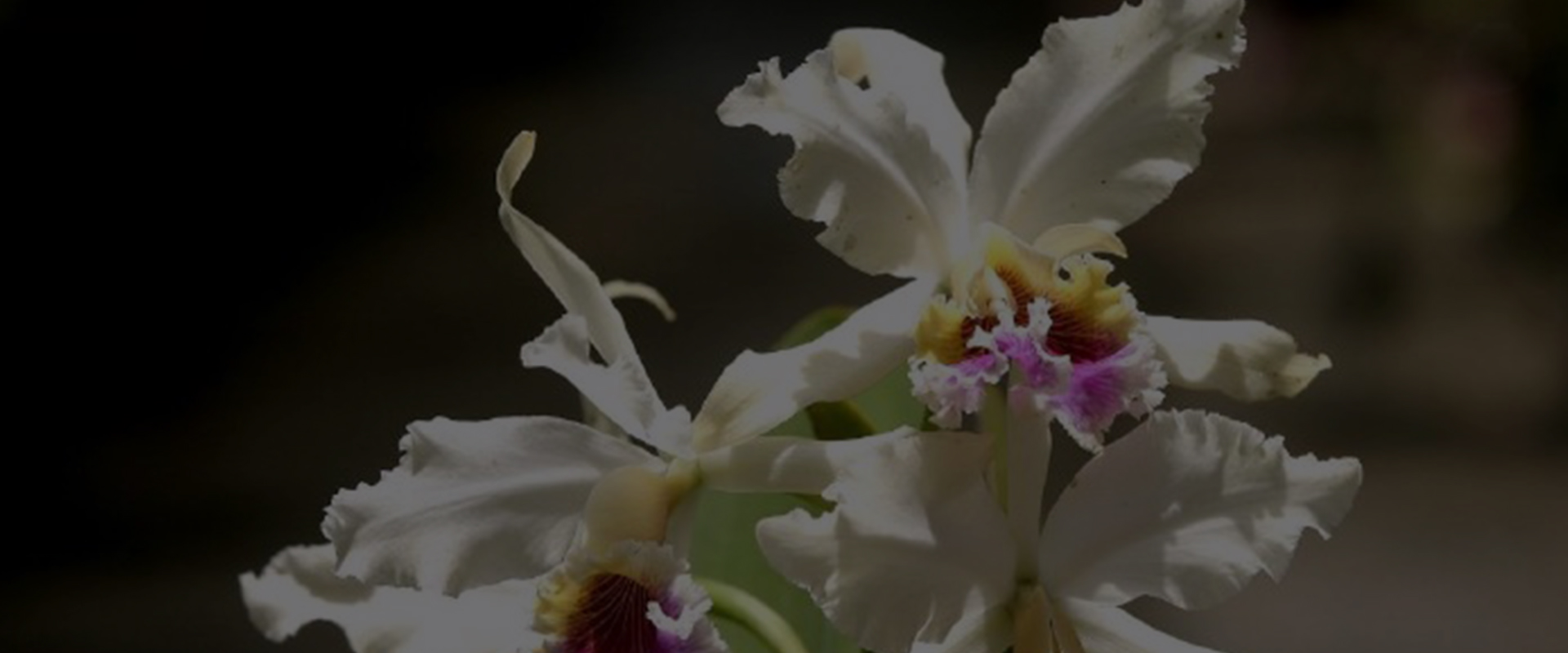 Orquídea representativa de San Martín